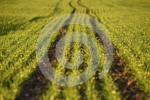 green fields of wheat in spring. fresh green wheat grass in sunlight. young wheat. green spring meadow. green grass background.