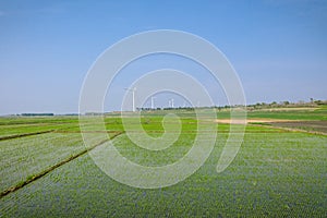 Green fields with wind turbines in the distant sky