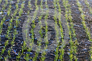 Green fields with young sprouts at sunrise Spider web on a green wheat, spring agricultural sunrise