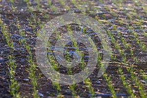 Green fields with young sprouts at sunrise Spider web on a green wheat, spring agricultural sunrise