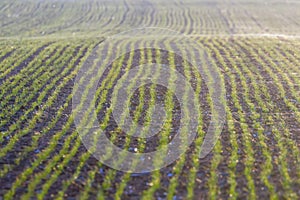 Green fields with young sprouts at sunrise Spider web on a green wheat, spring agricultural sunrise