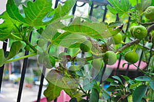 Green fig fruit tree growing in hot tropical climate