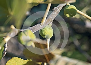 Green fig fruits on a branch in a spring garden. Fig tree