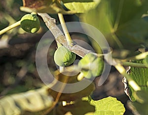 Green fig fruits on a branch in a spring garden. Fig tree