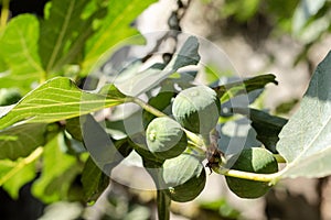 Green fig fruits growing on tree branches with green leafs.