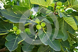Green fig frut ripening on a fig tree with green leaves, horizontal, for wallpaper and design, sweet ingredient, delicious and photo