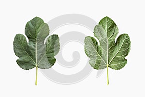 Green fig leaf ficus carica on white background