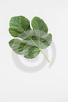 Green fig leaf ficus carica on white background