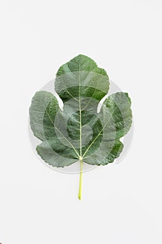 Green fig leaf ficus carica on white background