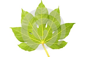 Green fig leaf isolated