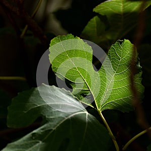 Fig leaf lit by the sun