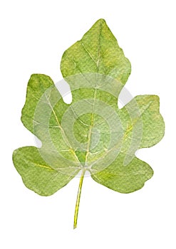 Green Fig leaf, watercolor hand drawn botanical illustration