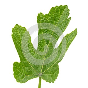 Green fig leaf on white background