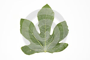 Green fig leaf on a white background