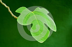 Green fig leave