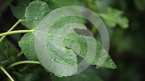 Green fig leaves in summer rain