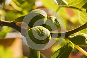 Green fig tree with fruits and leaves growing on a tree with colorful blurred background - close up. Stock