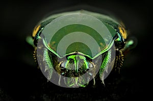 Green Figeater Beetle