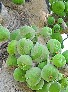 Green figs