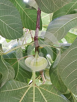 Green figs on the fig tree