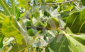 Green figs fruit hanging on the branch of a fig tree, ficus carica