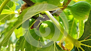 Green figs fruit hanging on the branch of a fig tree, ficus carica