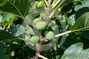 Green figs fruits growing on fig tree in summer