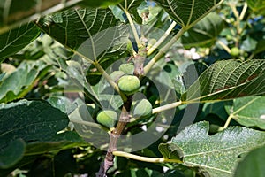 Green figs fruits growing on fig tree in summer