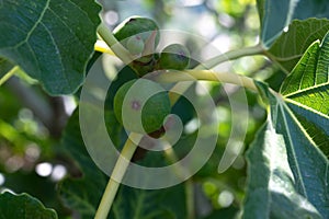 Green figs fruits growing on fig tree in summer