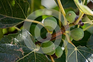 Green figs fruits growing on fig tree in summer