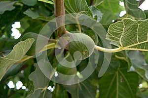 Green figs growing on branch of fig tree in Portugal.