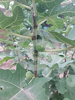 Green figs growing on a branch. Ripening figs. Young fig tree
