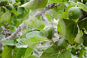 Green figs growing on the tree