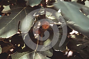 Green figs growing under big leaves on the tree