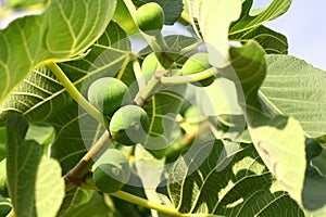 Green figs ripen on a tree branch among the leaves