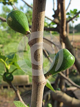 Green figs ripening on a fig tree branch in spring