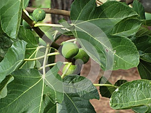 Green figs ripening on a fig tree with green leaves. Tuscany, Italy