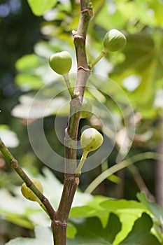 Green figs tree