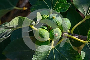 green figs on tree branches 1