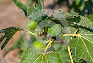 green figs on tree branches 10