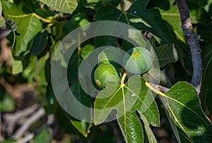 green figs on tree branches 11