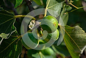 green figs on tree branches 3