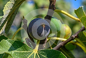 green figs on tree branches 6