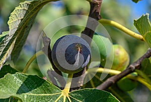 green figs on tree branches 7