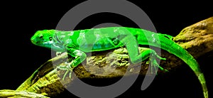 Green Fiji banded iguana laying on a tree branch, endangered tropical lizard from the fijian islands, isolated on a black