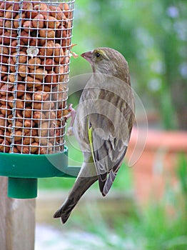 Green Finch