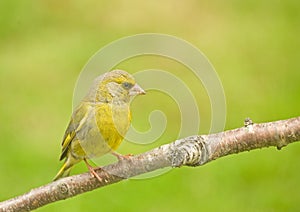 Green Finch: Carduelis chloris.