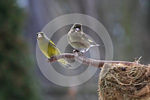 Green-finch family