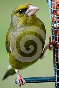 Green finch on feeder