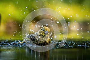 Green finch having bath in forest pond with clear bokeh background and saturated colors, Germany, bird in water,mirror reflection